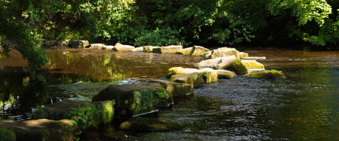 Stepping Stones photo