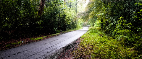 A Road Through photo