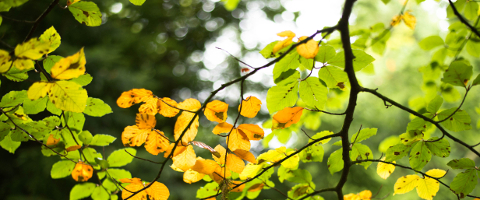 A Start of Autumn photo