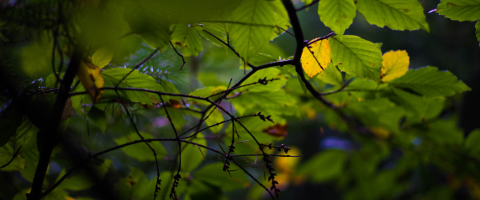 Autumn Leaf photo