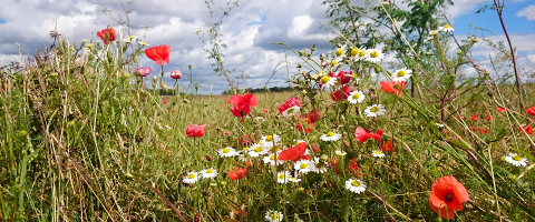 Meadow Flowers photo