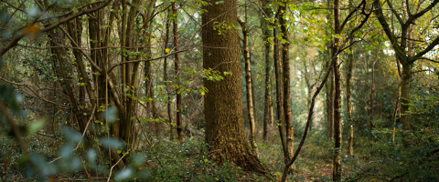 Silver Birch Autumn photo