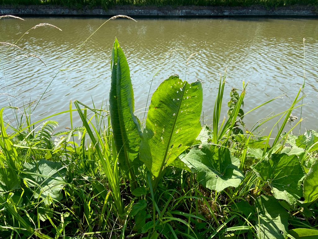 murpworks - The Tales of Silverdale - Marina Days - Canal towpath green image