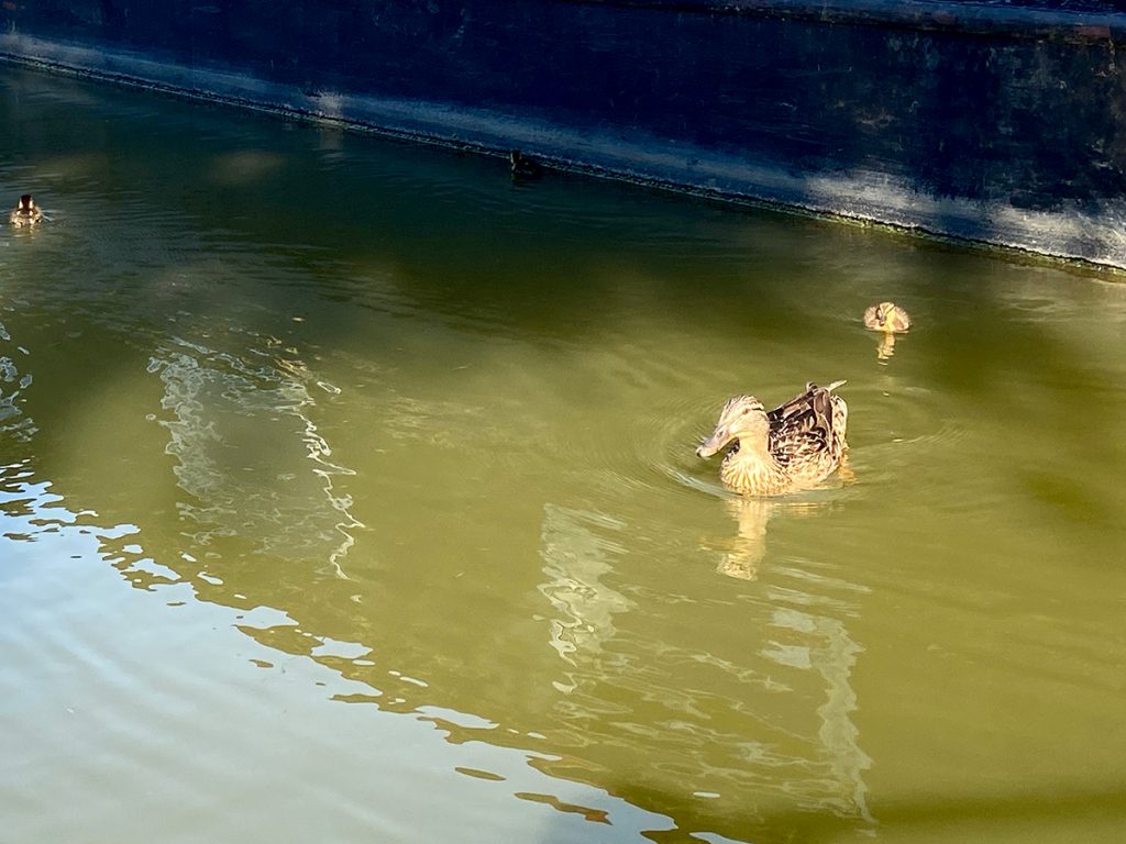 murpworks - The Tales of Silverdale - Marina Days - marina ducks image