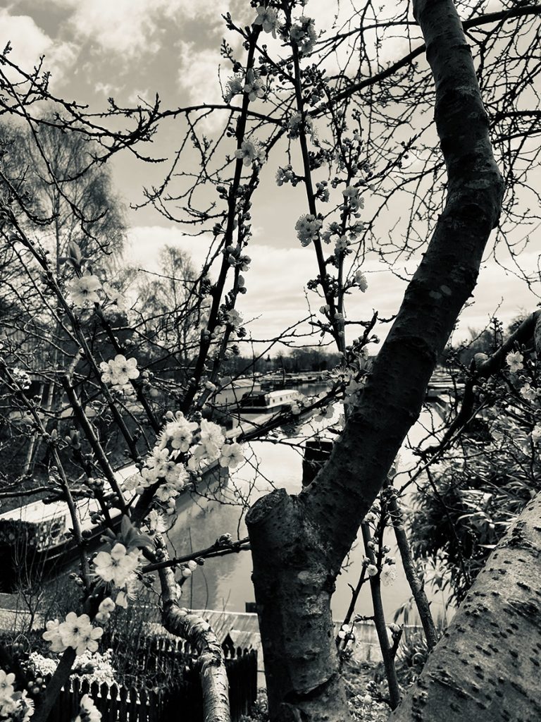 murpworks - The Tales of Silverdale - Marina Through Spring Blossom - blossom B+W image