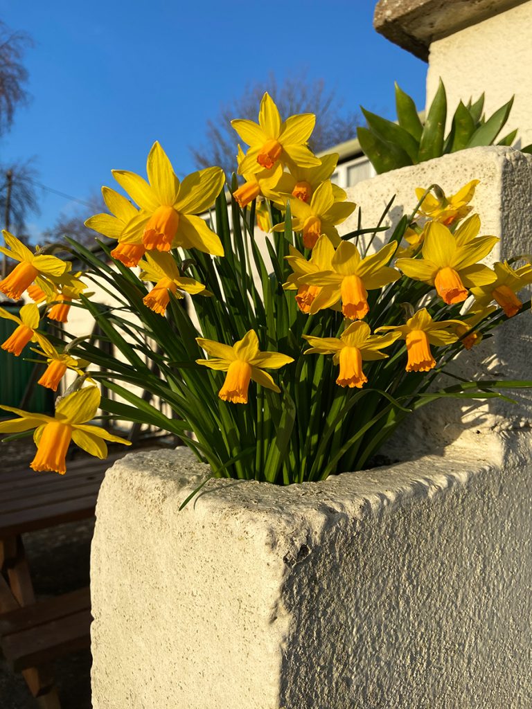 murpworks - The Tales of Silverdale - Spring 2021 - daffodils in step wall image