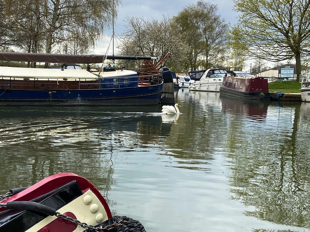 murpworks - The Tales of Silverdale - Boats and a swan on the river Great Ouse at Ely image